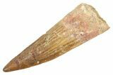 Fossil Spinosaurus Tooth - Real Dinosaur Tooth #363054-1